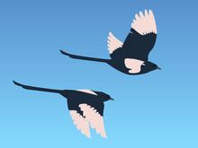 Magpie In Flight Free Stock Photo - Public Domain Pictures