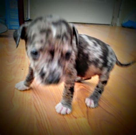 Catahoula Bulldog Puppies For Sale | Las Vegas, NV #208470