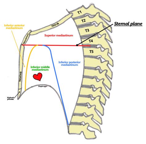 Mediastinum - Anatomy, Location, Function and FAQs