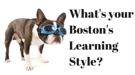 What’s Your Boston Terrier’s Learning Style? - Boston Terrier Secrets