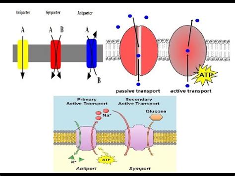 Active and Passive Transport; primary and secondary active transport; Part 1 - YouTube