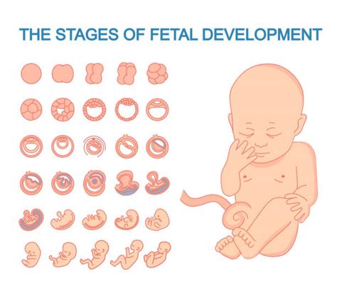 Stages Of Fetal Development Images