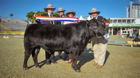 2018 Royal Brisbane (EKKA) Show - Australian Lowline Results - Australian Lowline Cattle Association