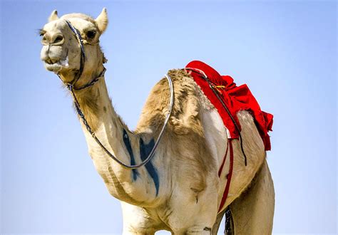 Horse & Camel Racing in Saudi Arabia | Richest Races & Beauty Pageants