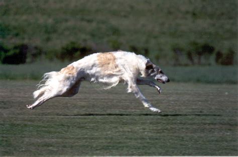 Borzoi Dog Info, Mixes, Temperament, Training, Puppies, Pictures