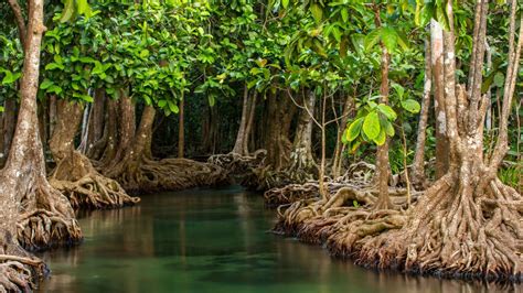 What are Mangroves: Their Importance and Preservation - American Oceans