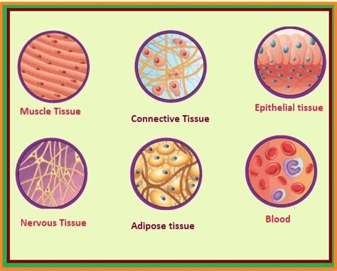 Animal Tissue Types Diagram