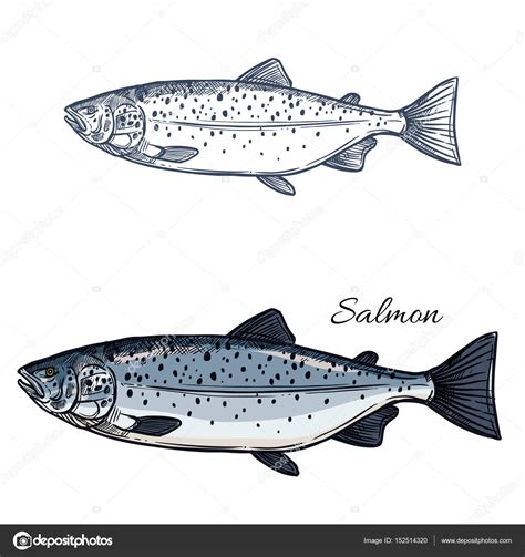 Salmon fish vector isolated sketch icon Stock Vector Image by ©Seamartini #152514320