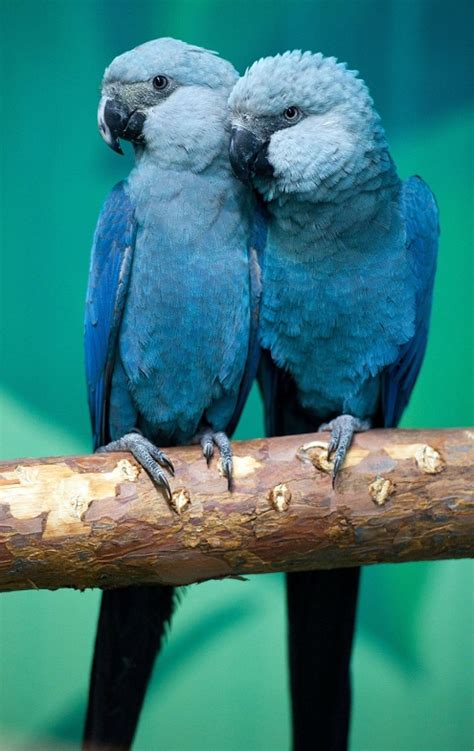 Spix's Macaw Facts, Temperament, Pet Care, Housing, Pictures