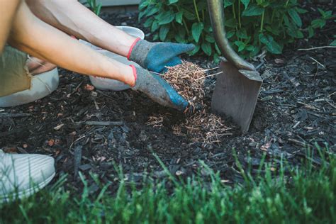 How to mulch your vegetable garden on the cheap