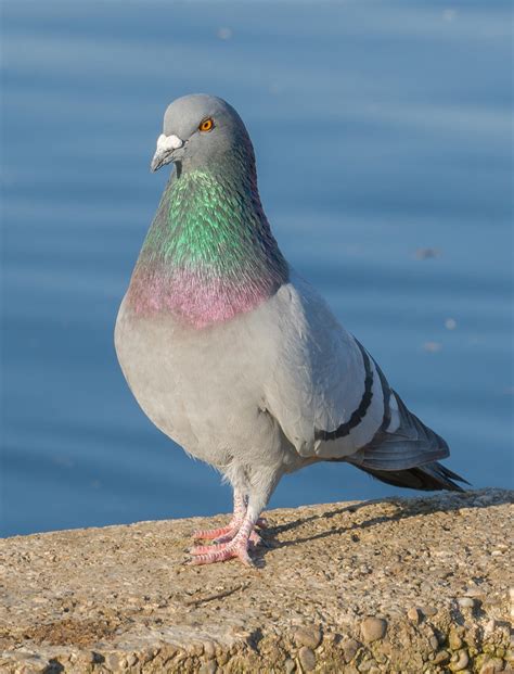 Rock pigeon (Columba livia)