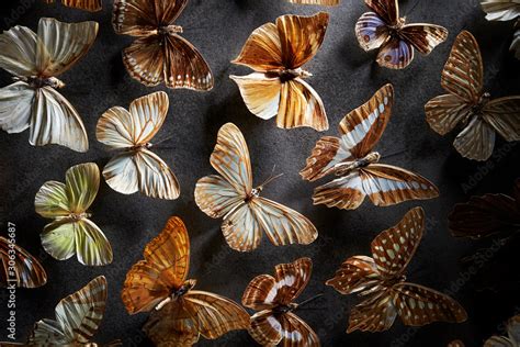 Butterfly specimen Stock Photo | Adobe Stock