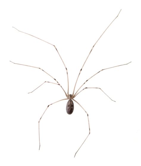 Cellar Spider Identification, Habits & Behavior | Florida Pest Control