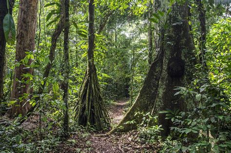 Rainforest trees - Amazon forests live on sunlight, water, minerals and ...