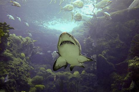 Swimming With Sharks at the Florida Aquarium (and Loving Every Bubble)