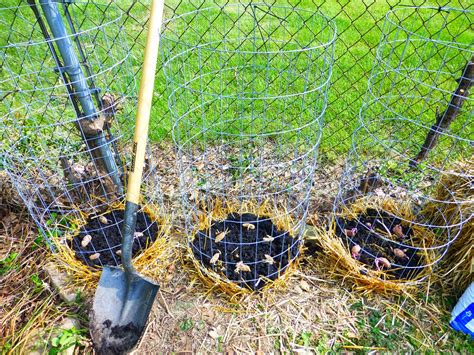 little*big*harvest: Growing Potatoes in Small Spaces--4 Experiments