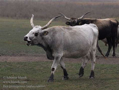 ウシ Bakni 소 Мӧс Bugh Ranner Оьл Àca Ngɔ́mbɛ́ Naminis jautis Liellops പശു Ышкал गाय Lembu Baqra န ...