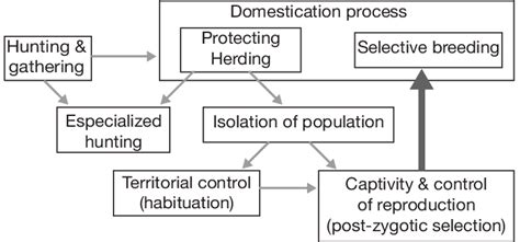 -A three step model for llama (Lama glama Linnaeus, 1758) domestication. | Download Scientific ...