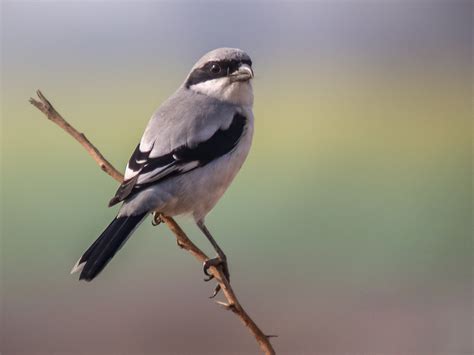 Great Grey Shrike | Bubo Birding