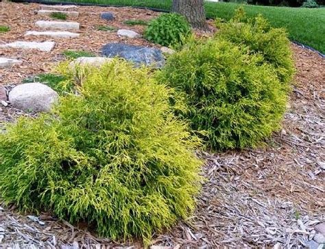 Gold Mop Cypress - Live Plant 1-2 Feet Tall in 2021 | Evergreen shrubs, Small evergreen shrubs ...