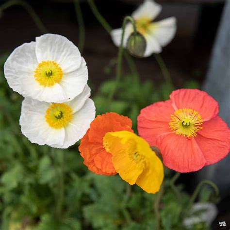 Iceland Poppy — Green Acres Nursery & Supply