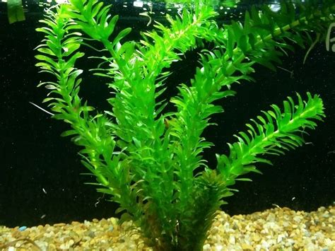 Aquarium Live Plants - Plants BN