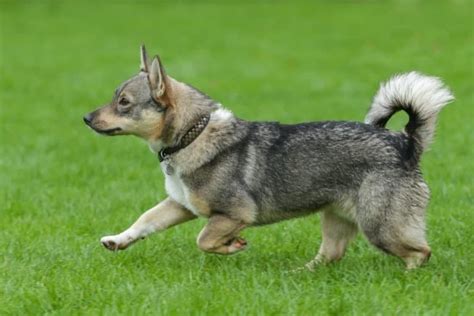 Swedish Vallhund Pictures - AZ Animals