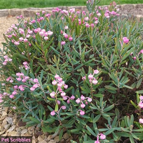 Bog Rosemary (Andromeda Polifolia) in Spring - Pet Scribbles