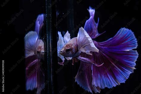 Siamese betta fish is the national fish of Thailand, its distinguishing feature is its beautiful ...