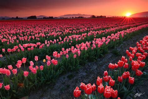 F324 Sunset in the Daffodils, Skagit Valley, Washington | Randall J ...