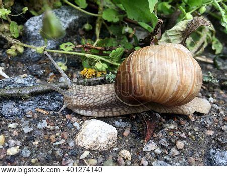 Small Garden Snail Image & Photo (Free Trial) | Bigstock