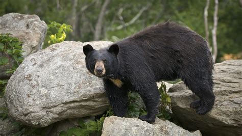 Black bears already on the move in WNC