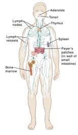 Disorders of the Immune System | Johns Hopkins Medicine