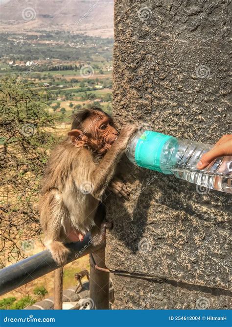 Monkey drinking water stock photo. Image of jammu, monkeydrinking ...