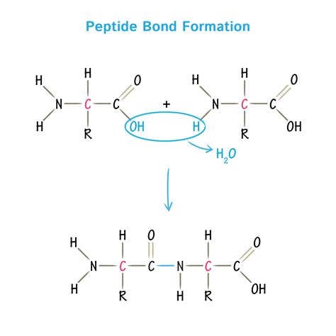 Amino acids: physical, chemical properties and peptide bond | Microbiology Notes