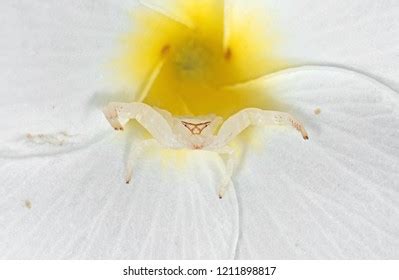 Macro Photography White Crab Spider Camouflage Stock Photo 1211898817 | Shutterstock