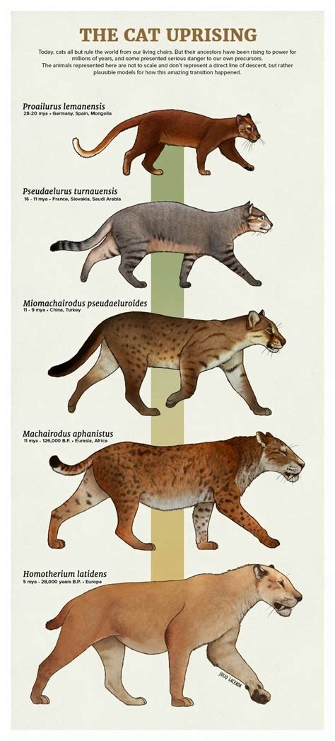 Evolución felinos "acabada" en Homotherium. | Prehistoric wildlife, Prehistoric animals ...