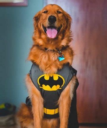 15 Funny Golden Retriever Halloween Costumes - The Dogman