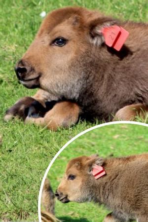 Adorable baby bison calf is born at Fota Wildlife Park in Cork and they ...