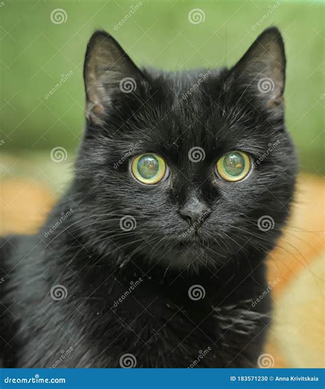 Black cat with green eyes stock photo. Image of female - 183571230