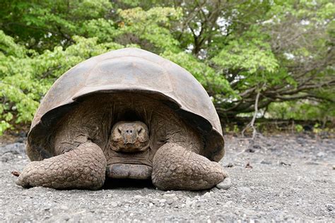 Galapagos Expedition Cruise with Celebrity Cruises