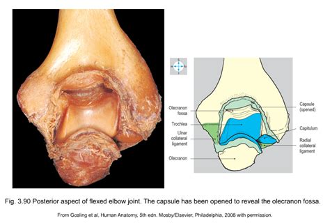 anatomy of the elbow | Musculoskeletal Key