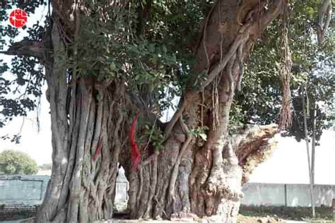 Insights of the Bargad tree and its beneficial importance - GaneshaSpeaks