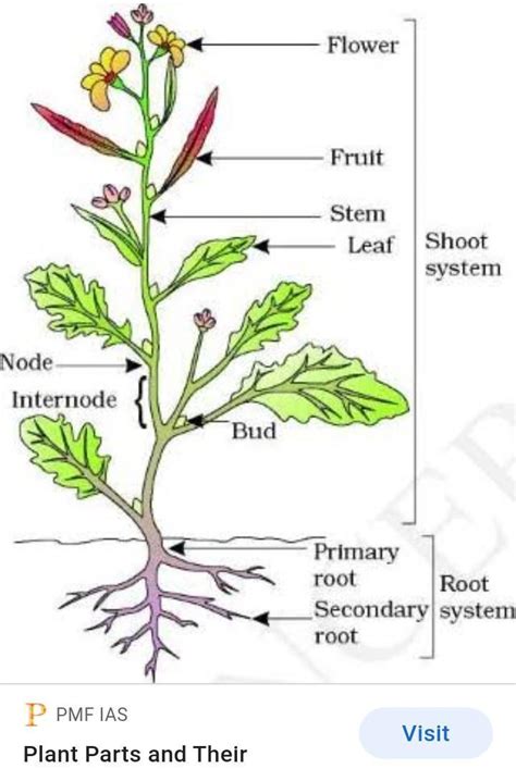 Shoot System And Root System - barebonestory