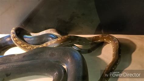 Reticulated Pythons Breeding - YouTube