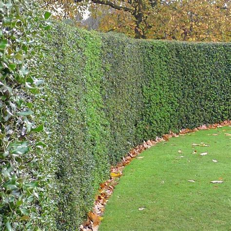 Holly hedge (Ilex aquifolium) | Hedges, Evergreen hedge, Holly tree