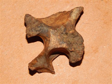 Fossilized bone? - Fossil ID - The Fossil Forum