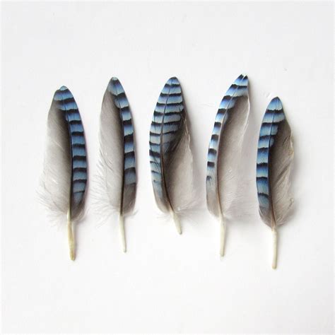 Blue Jay Feathers