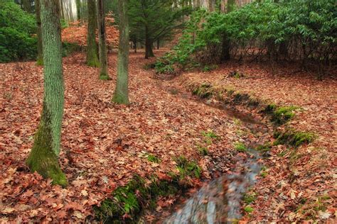 Free Images : tree, forest, creek, hiking, trail, leaf, moss, stream, autumn, soil, season ...