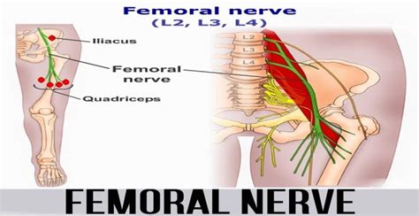 Femoral Nerve - World Wide Lifestyles | Weight loss and Gain Tips